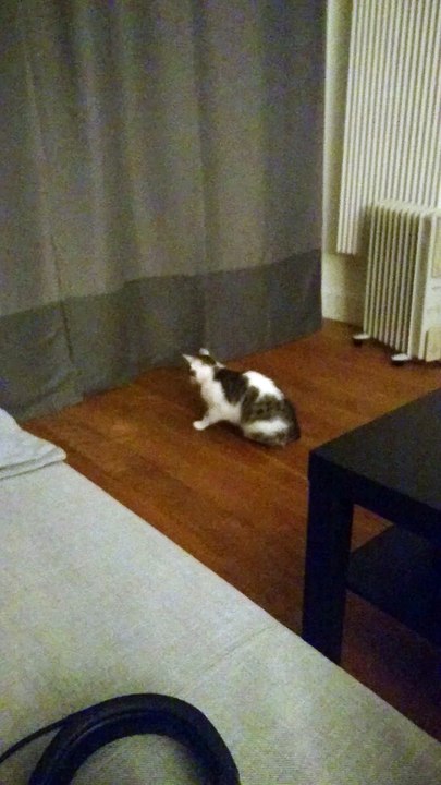 Scaredy Cat