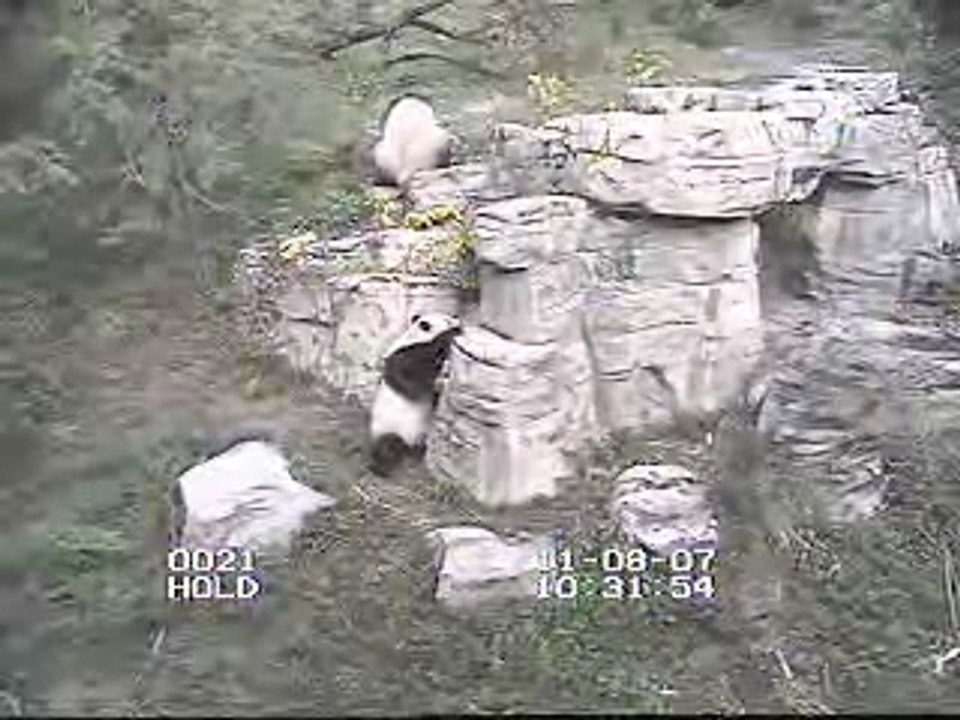 Tian the bully