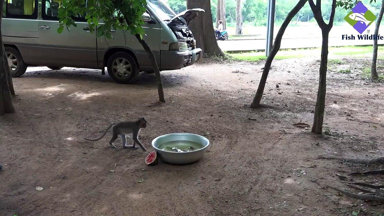 Amazing intelligent monkeys playing fish | The intelligent monkeys catch Snakehead fish