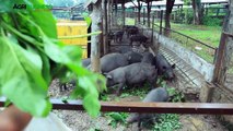 How to earn high income in native pigs or black pig | Upgraded native pigs part 3 #Agriculture