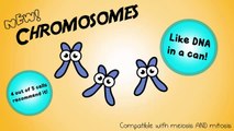 Mitosis: The Amazing Cell Process that Uses Division to Multiply! (Updated)
