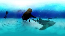 360° Great Hammerhead Shark Encounter - National Geographic