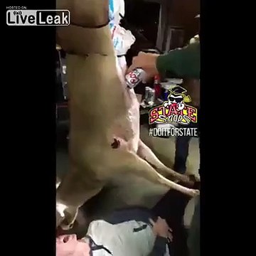 Ce mec boit de la bière qui sort de la gueule d'un cerf mort en transitant par sa panse