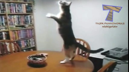 BEST OF DANCING ANIMALS ★ The Best Funny Animal videos.