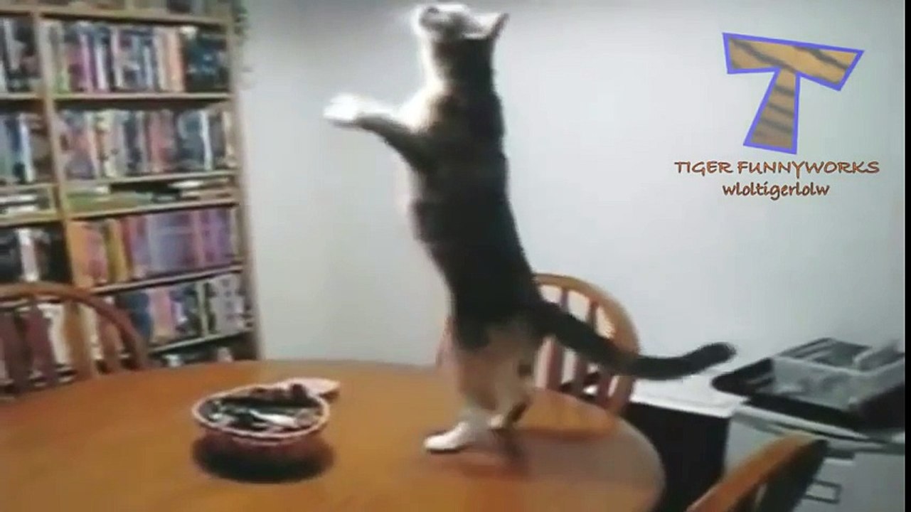 BEST OF DANCING ANIMALS ★ The Best Funny Animal videos.