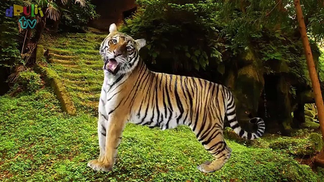 Learn Wild Animals Names and Sounds | With Cartoon charers and Real