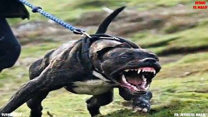 Los 10 perros que enfrentan animales salvajes