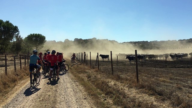 Cyclistes et des vaches