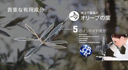 地上で最高の原料オリーブ葉 - こだわり原料を探し求めてモロッコへ（その2）