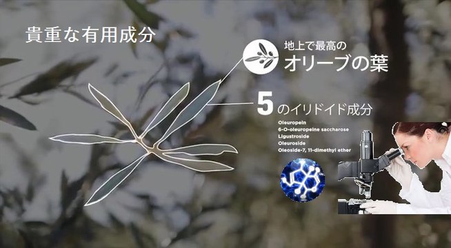 地上で最高の原料オリーブ葉 - こだわり原料を探し求めてモロッコへ（その2）