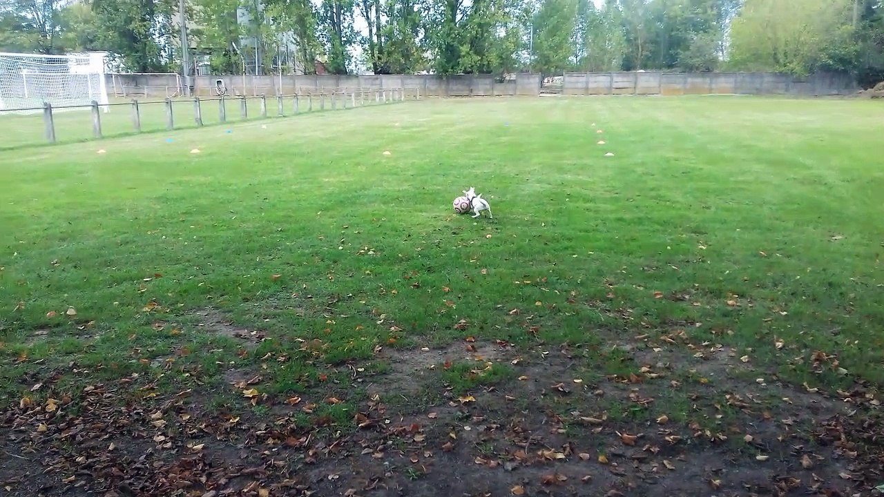 Voici Nina, elle est trés douée....Peut être une nouvelle recrue !?