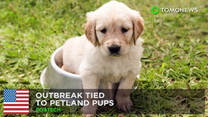 Puppies sold in Petland tied to outbreak of campylobacter infections