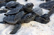 Ce moment magique ou des centaines de bébés tortues regagnent la mer