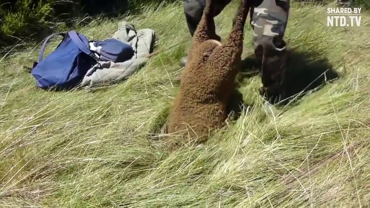 Mais comment ce mouton s'est-il coincé la-dedans ????