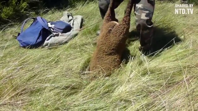 Mais comment ce mouton s'est-il coincé la-dedans ????