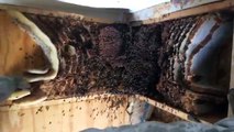 Honeybee Removal 061 - Bees in Floor Joists, Cutting Floor