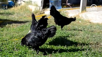 Hobi olarak 'servet' yetiştiriyor. ayam cinsi siyah tavuklar
