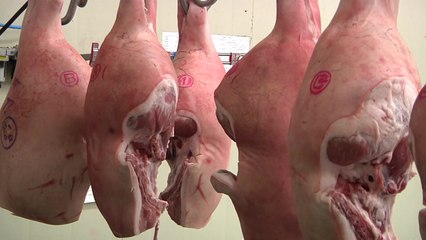 육지 돼지고기, 15년 만에 '제주 반입' 허용 / YTN