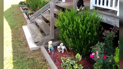 Funniest Pet Clips, Bloopers & Moments Caught On Tape 2017 | Funny Pet Videos