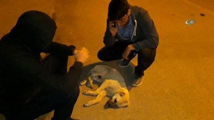 Yaralanan Sokak Köpeğinin Başından Saatlerce Ayrılmadılar