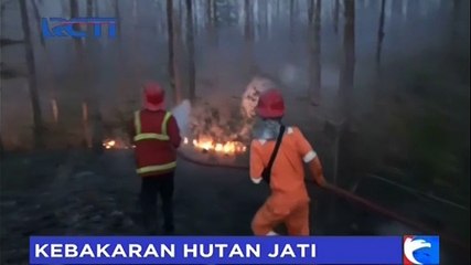 Tiga Hektar Hutan Jati di Pinggir Jalur Pantura Tuban Terbakar