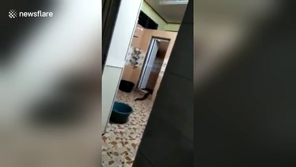 Mystery swamp creature emerges from the toilet in Malaysia
