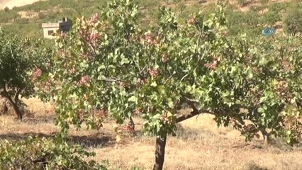 Siirt Fıstığı Altınla Yarışıyor