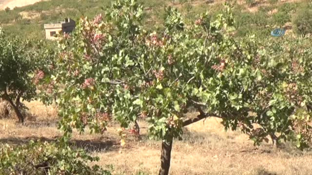Siirt Fıstığı Altınla Yarışıyor