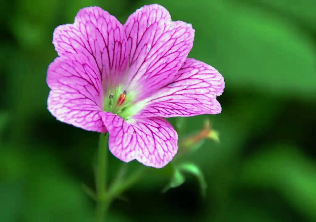 Thai song Xīs̄ān h̄enụ̄x 4
