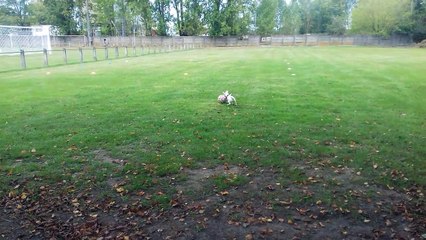 Voici Nina, elle est trés douée....Peut être une nouvelle recrue !?