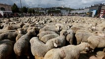 Des éleveurs français crient au loup