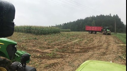 Surprise dans un champ de maïs