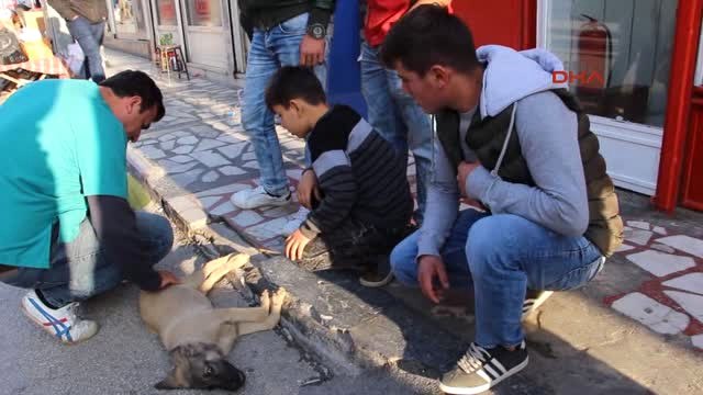 Isparta Yaralı Yavru Köpeğin Yardımına Çevredekiler Koştu