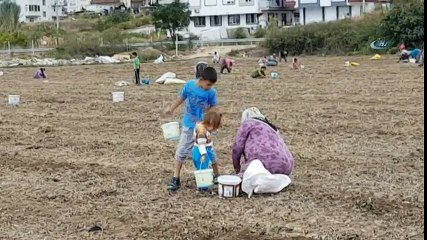 Hasat Sonrası Tarlada Kalan Fıstıklara Vatandaş Akın Etti