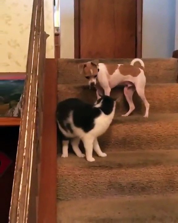 A cat and a dog play in a staircase