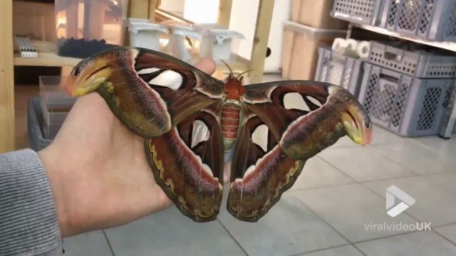 La plus grande mite du monde.. elle bouffe des pulls entièrs lol