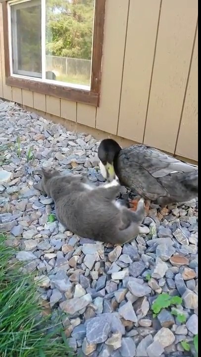 Ce canard essaye de se chamailler avec un chat qui se marre !