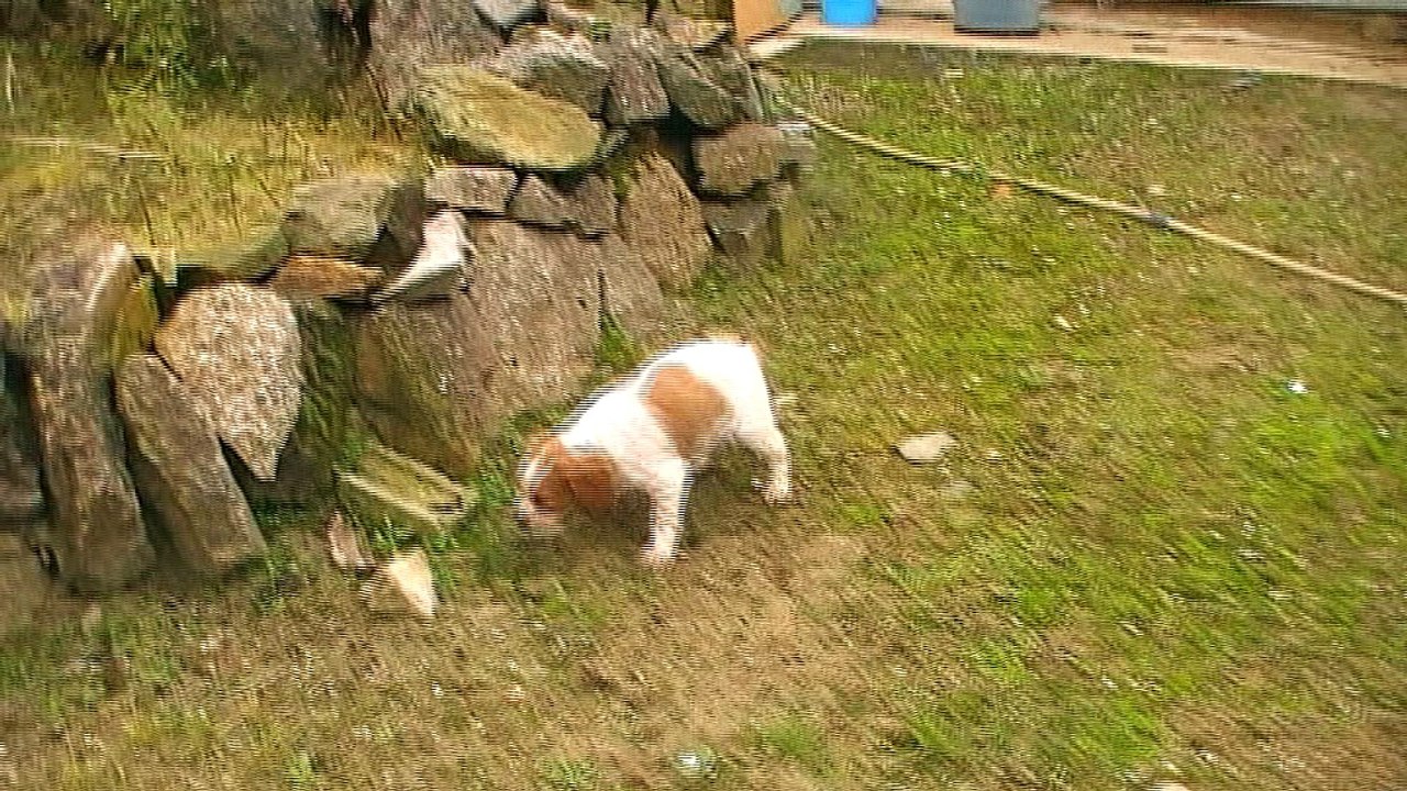 Mâle A  1ère sortie hors chenil