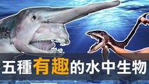 又可愛又可怕！五種有趣的水中生物 l 淺海魚 深海魚 -奇異搜查室