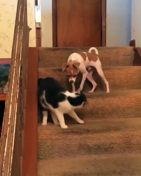 Un chien péte un câble après qu'un chat lui a donné un coup de patte sur sa tête !