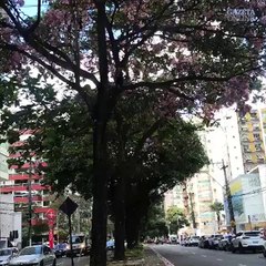 Internauta registra a primavera de Vitória