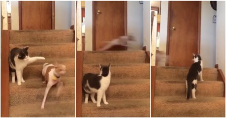Apenas um cão em modo "Turbo" perante um gato que não percebe o que se está a passar...