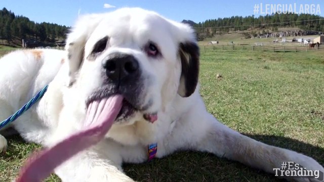 ¡Increíble! Este es el perro que ostenta el Récord Guinness de la lengua más larga del mundo