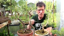 Candle Pinching Strategies for Scots Pine Bonsai, May 2016