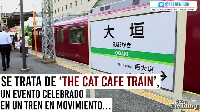 ‘The Cat Cafe Train’: la iniciativa en Japón que busca ayudar a los gatos sin hogar