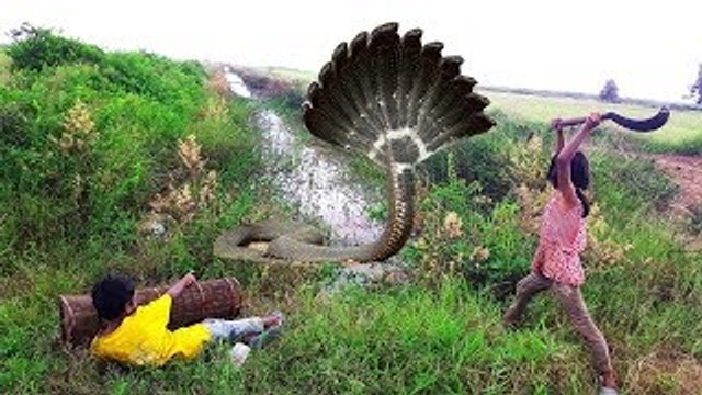 Asian Children Trap a lot of Snakes With Their Homemade Trap