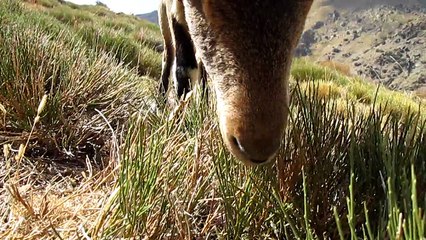 Haza del Enano, Acequia Alta y Río Lanjarón 8/10/17