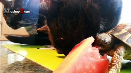 Top 10 Funny Turtle - Tortoise Videos Compilation 2016