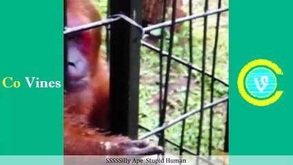 Top Vines of KingDaddy (w-Titles) KingDaddy Vine Compilation 2017 - Co Vines✔