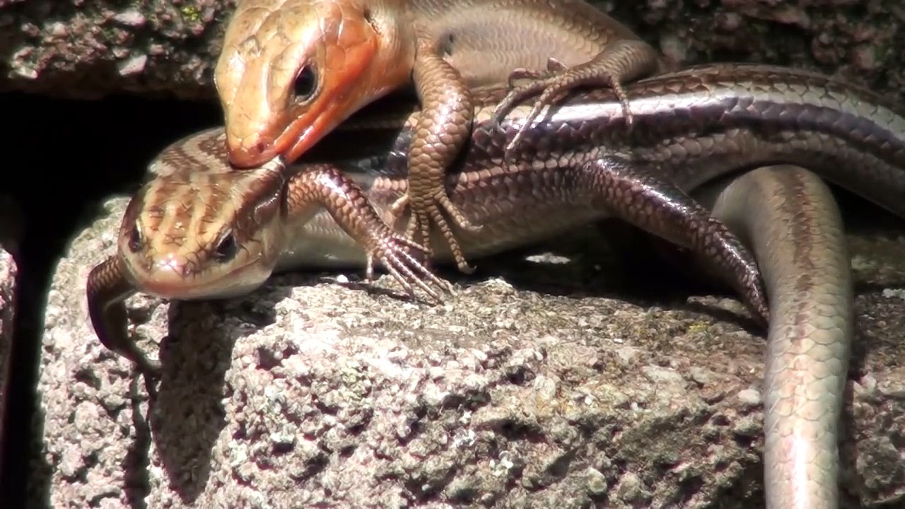 lizards GET IT ON! phucking phrenzy, XXX wild reptile sex